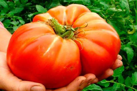 Хотите нереальных урожаев? выбирайте томат сорта «бабушкино» : описание и фото