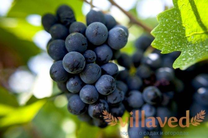 Описание и особенности винограда сорта пино нуар, история и правила агротехники