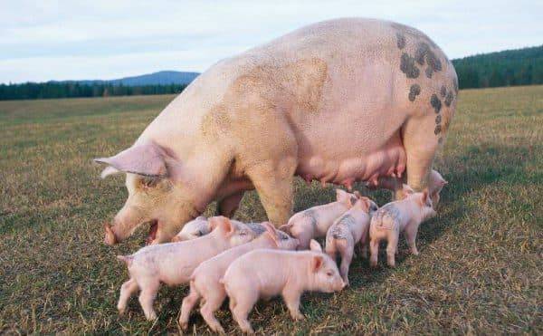 Сколько лет свиньи живут в домашних условиях и в дикой природе. сколько лет живут свиньи в естественных условиях, в зоопарках и фермерских хозяйствах