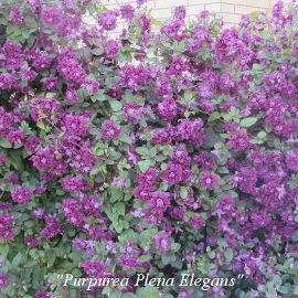 Описание клематиса сорта Пурпуреа Плена Элеганс, выращивание и обрезка