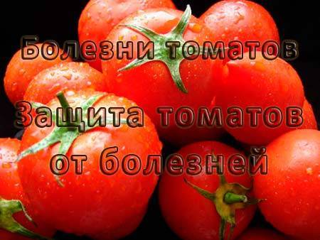 Бактериальное увядание томатов: лечение, фото