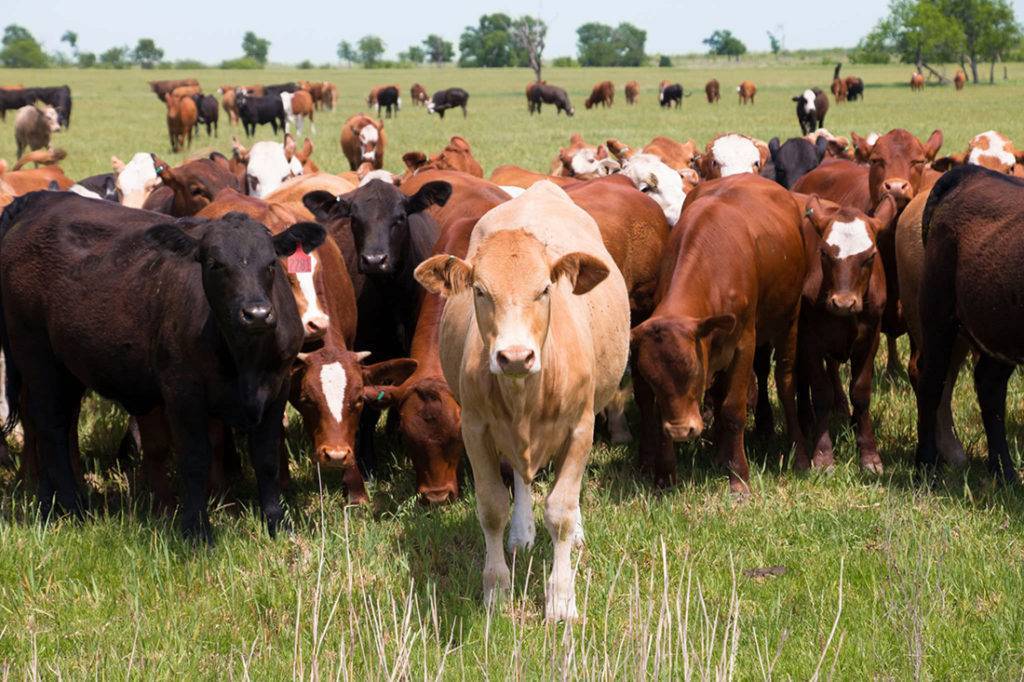 Бонитировка крупного рогатого скота – определение классовости крс