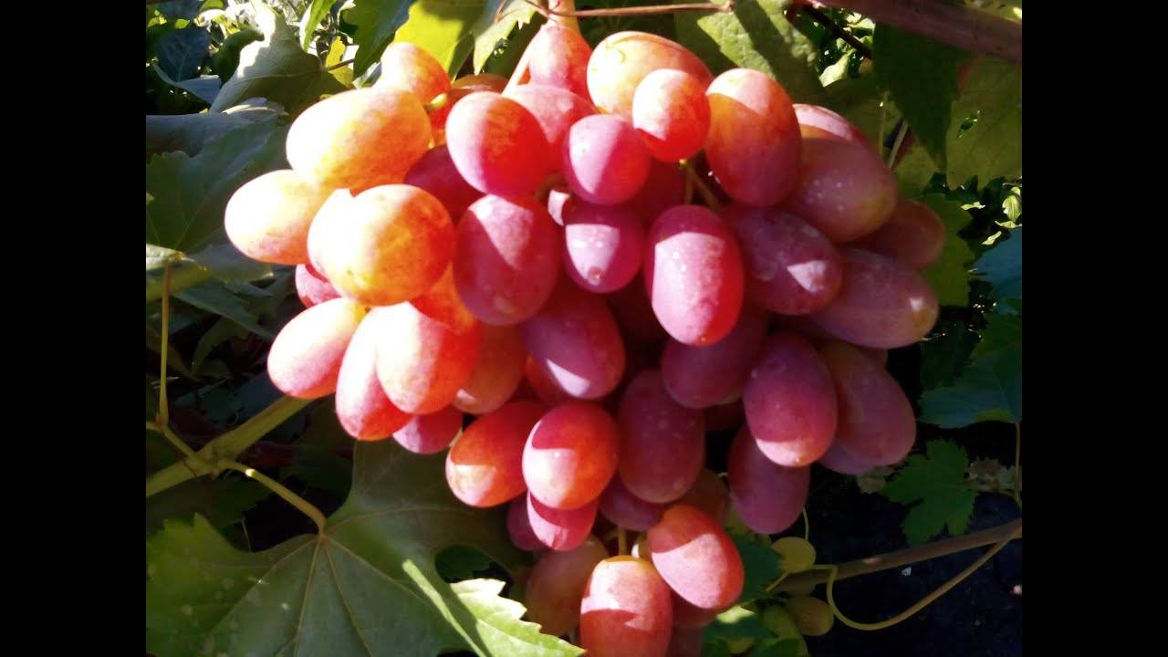 Практикум для начинающих виноградарей: проведение весенней обработки винограда от милдью, оидиума и других-прочих…