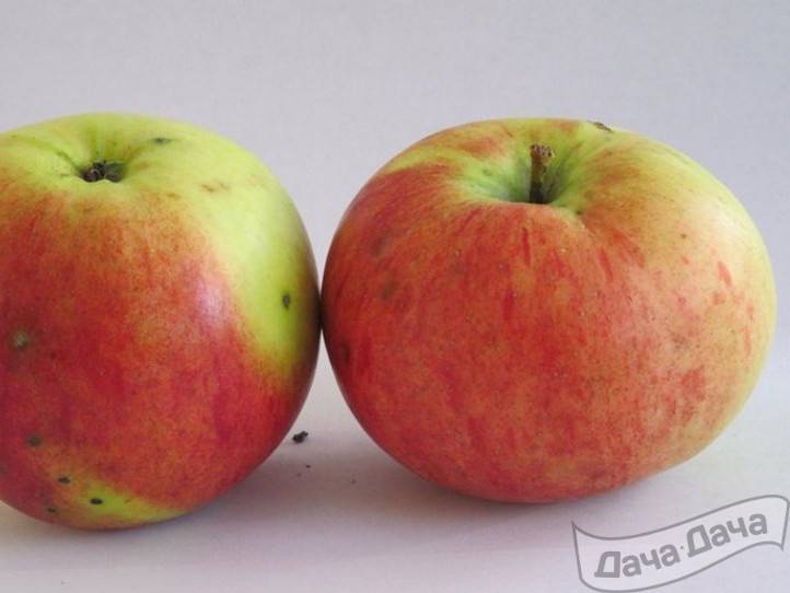 Раннезимний сорт яблони уэлси — преимущества и недостатки