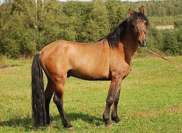 Вятская порода лошадей: история происхождения и характеристика породы
