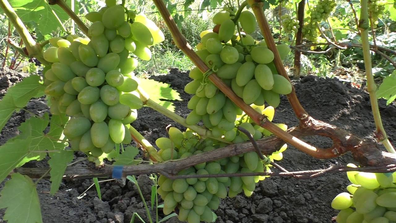 Сорт винограда тимур: описание и уход