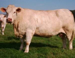 Айрширская порода коров: характеристика, особенности содержания, плюсы и минусы