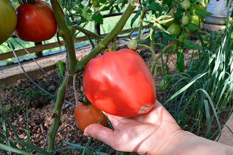 Описание сорта томата Любимый праздник, его урожайность