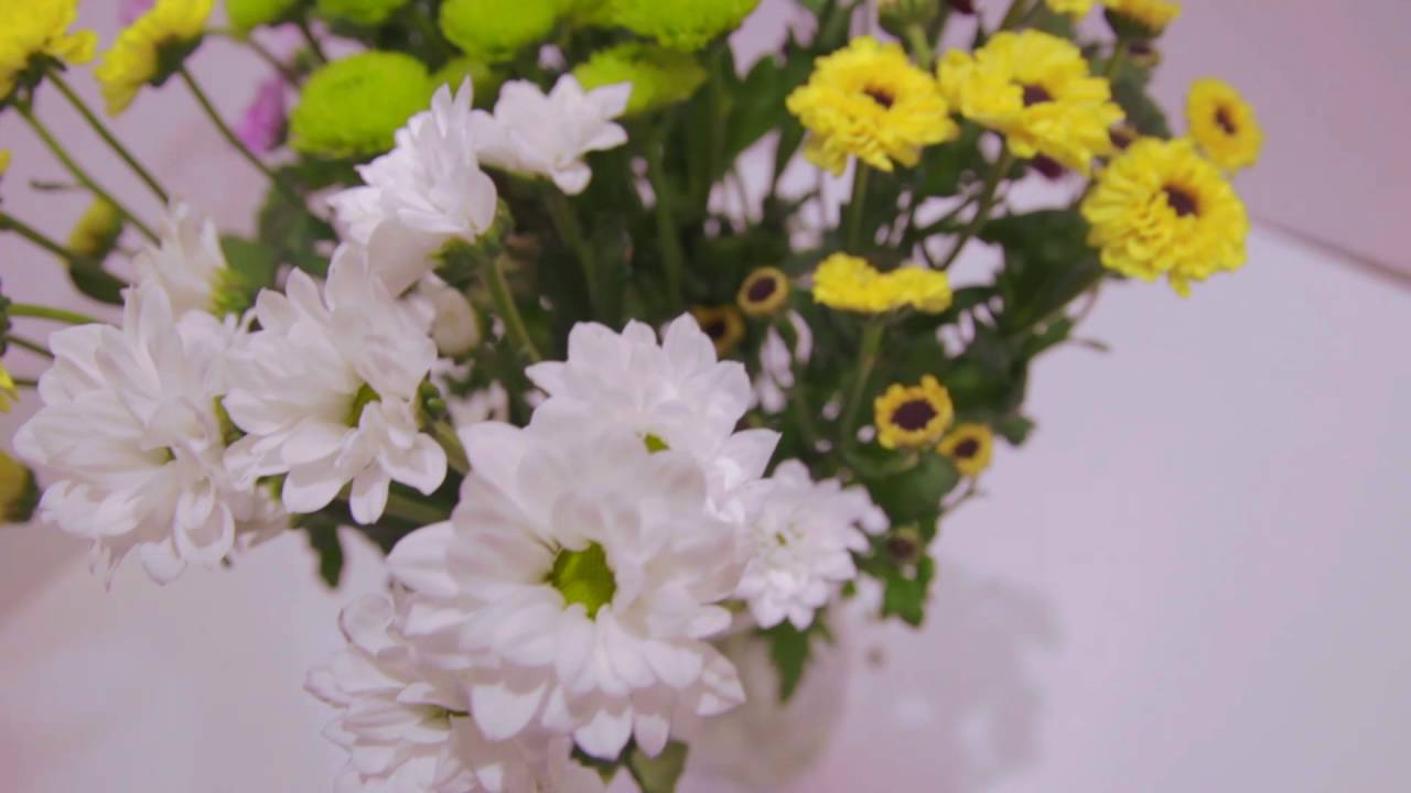 Кустовая хризантема садовая многолетняя: посадка и уход, фото