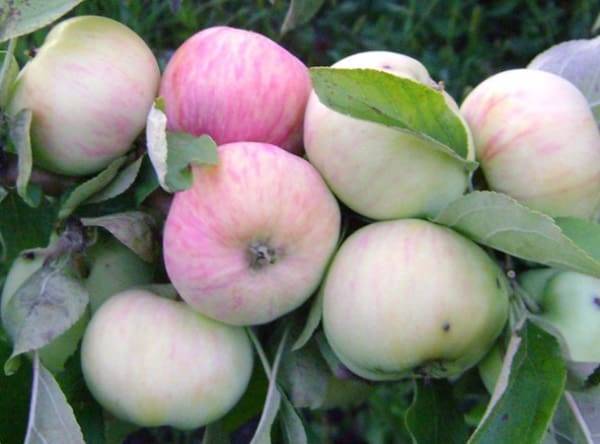 Урожайный и зимостойкий сорт яблонь ветеран