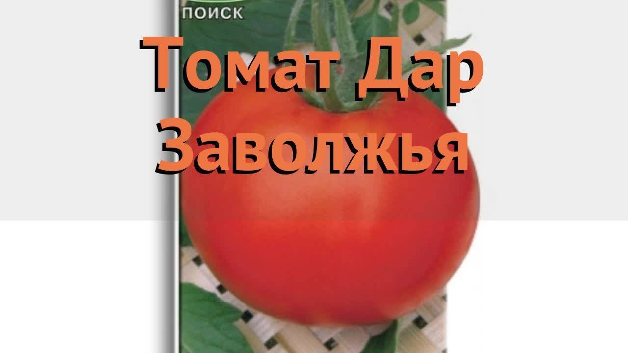 Сорт томата «дар заволжья»: описание, характеристика, посев на рассаду, подкормка, урожайность, фото, видео и самые распространенные болезни томатов