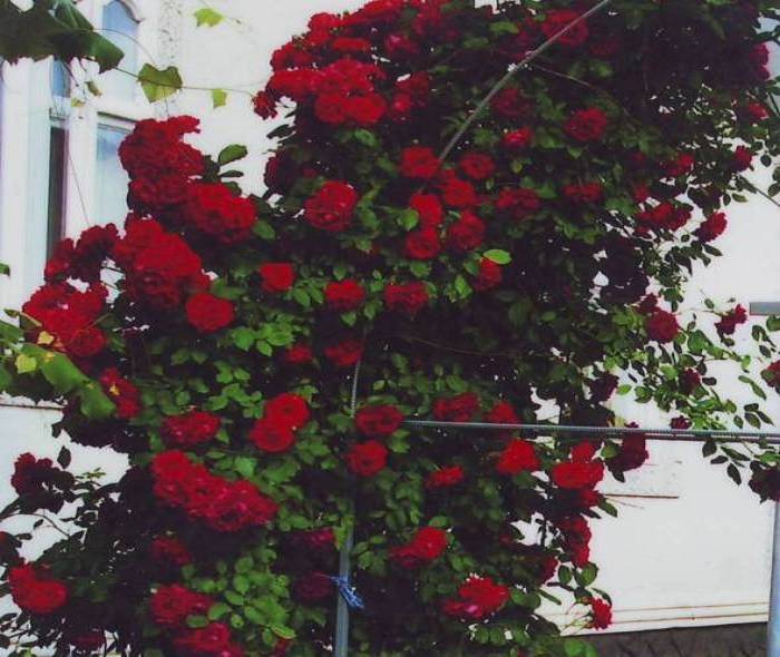 Описание и выращивание роз «фламентанц»