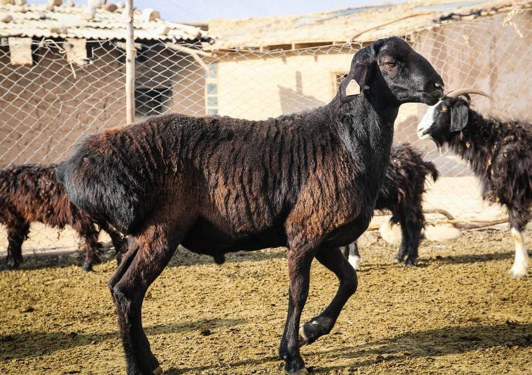 Карачаевская овца: описание породы