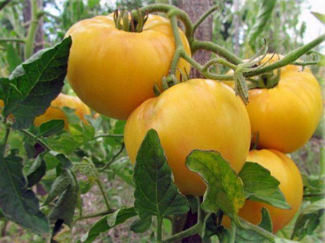 Характеристика и описание сорта томата Бренди розовый, его урожайность