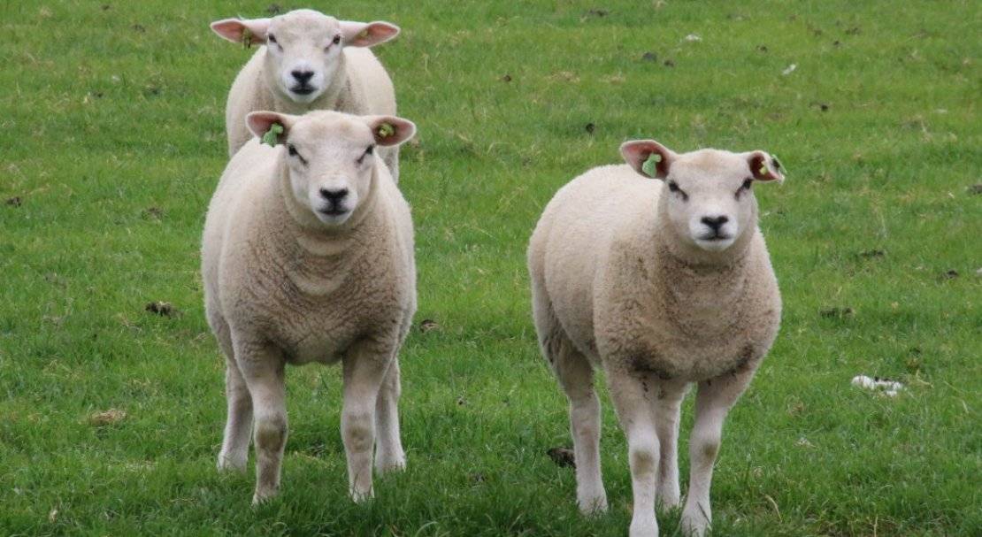 Самые популярные породы овец