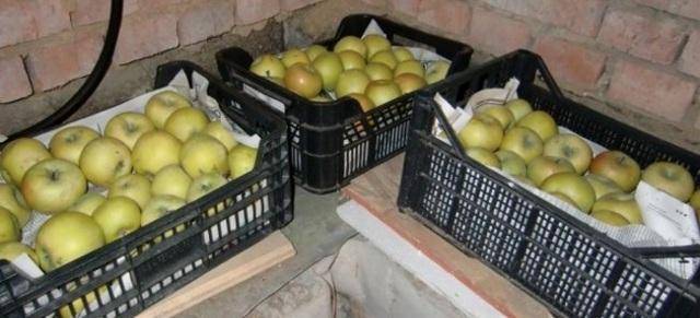 Способы сохранить яблоки свежими на зиму