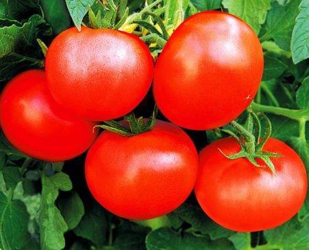И вкусно и красиво — сорт томата садовая жемчужина