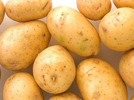 Сорт картофеля «санте»: характеристика, описание, урожайность, отзывы и фото