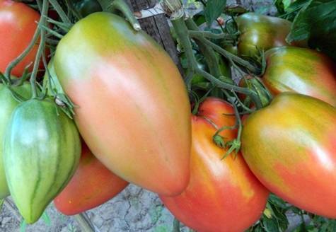 Характеристика и описание сорта томата Подсинское чудо (Лиана), его урожайность