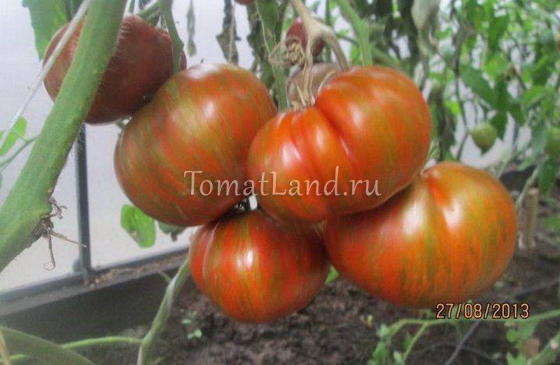 Описание сорта томата Большой полосатый кабан, его характеристика и урожайность