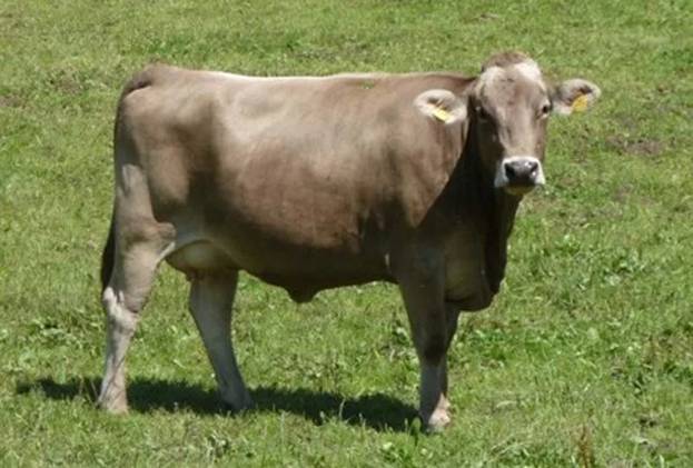 Характеристика коров швицкой породы