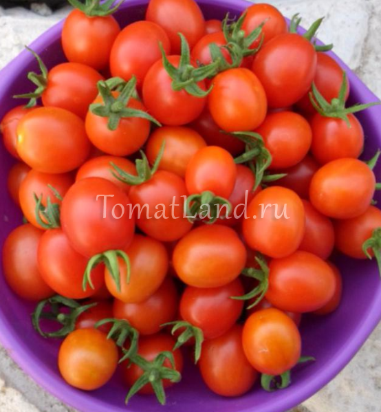 Фото, отзывы, описание, характеристика, урожайность сорта томата «клюква в сахаре»