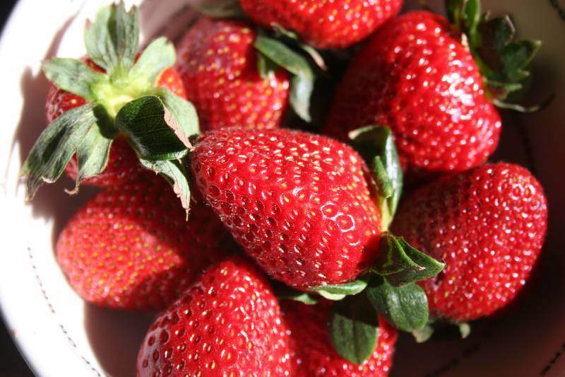 Клубника ламбада — голландский сорт с десертными ягодами