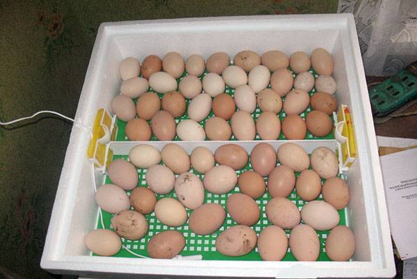 Самостоятельная инкубация куриных яиц