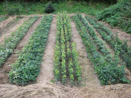 Сидераты перед картофелем. какие сидераты лучше сеять для картофеля осенью? как обработать почву после картофеля: видео