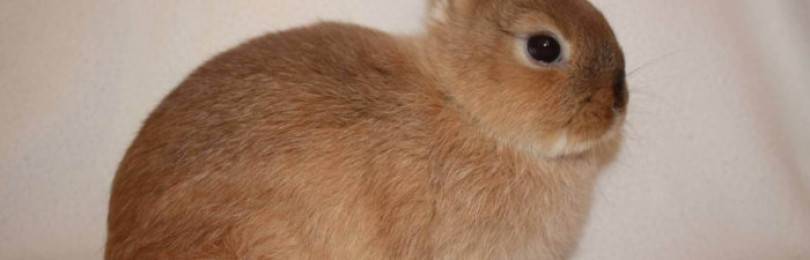 Как правильно подстричь когти декоративным кроликам в домашних условиях