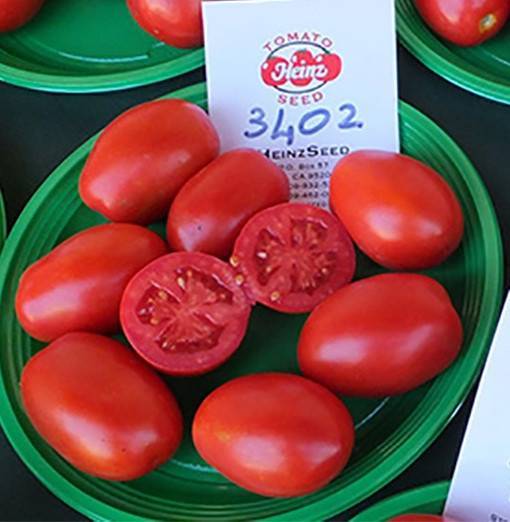 Характеристика и описание сорта томата шалун, его урожайность