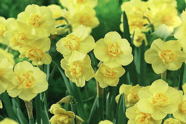 Нарцисс дик вилден: описание сорта, особенности выращивания и способы размножения