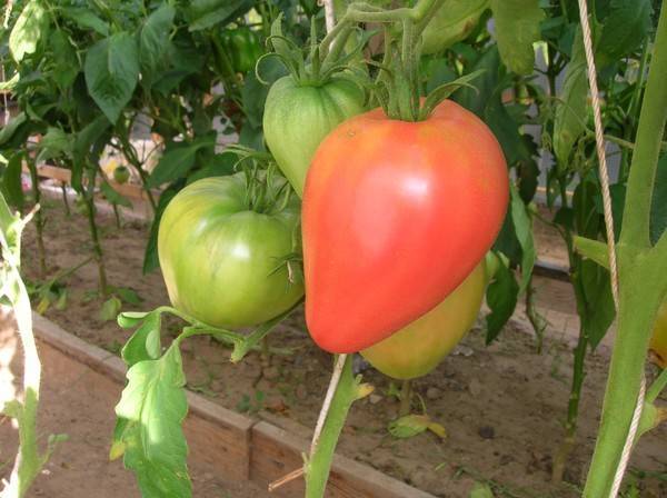 Описание сорта, характеристики и особенности выращивания томата розовое сердце