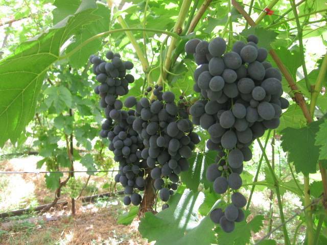 Описание и характеристики винограда сорта сфинкс, выращивание и уход