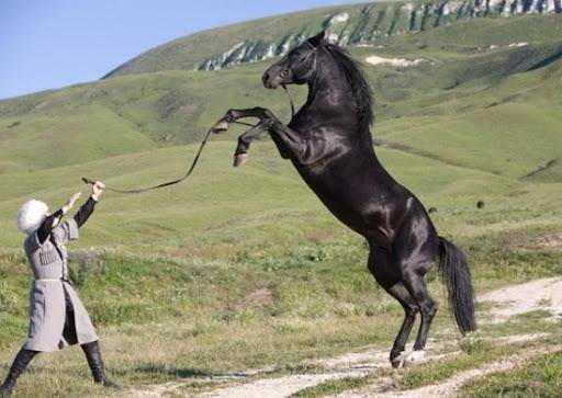 Карачаевская порода лошадей: история и описание, правила содержания