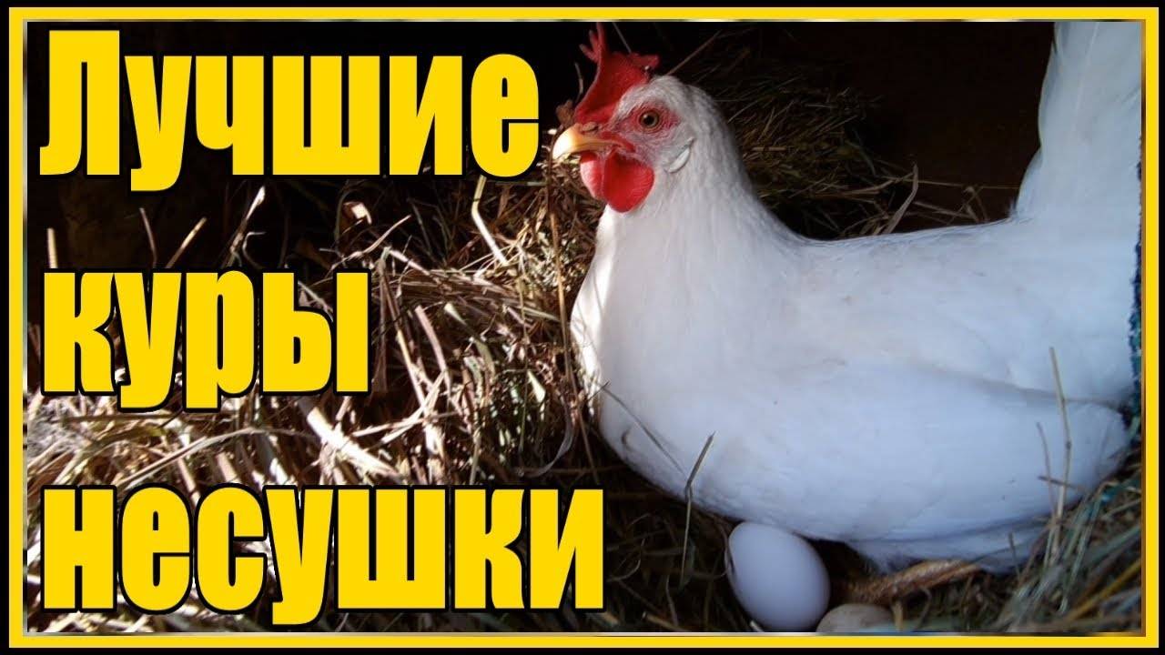 Породистые куры доминанты: описание, продуктивность, уход и содержание