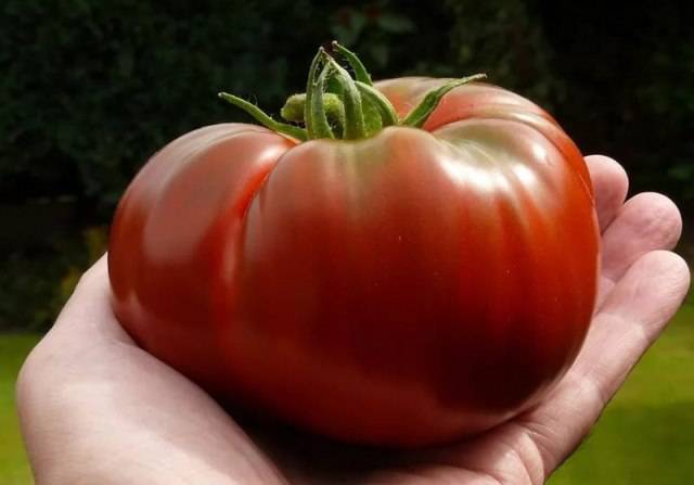 Царская ветка: величественный сорт томата. описание и отзывы о выращивании