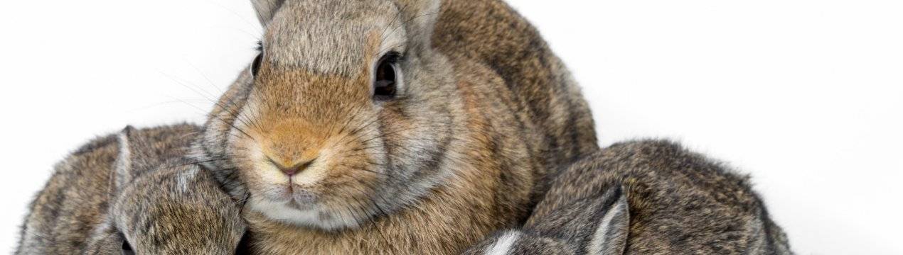 Ложная беременность у кроликов: причины и лечение