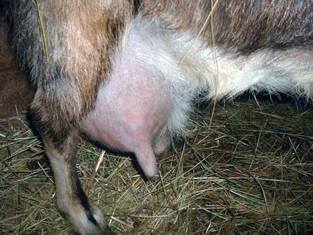 Коза после окота дает мало молока: что делать?