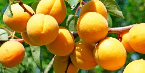 Описание сорта абрикосов Манитоба, урожайность, посадка и уход