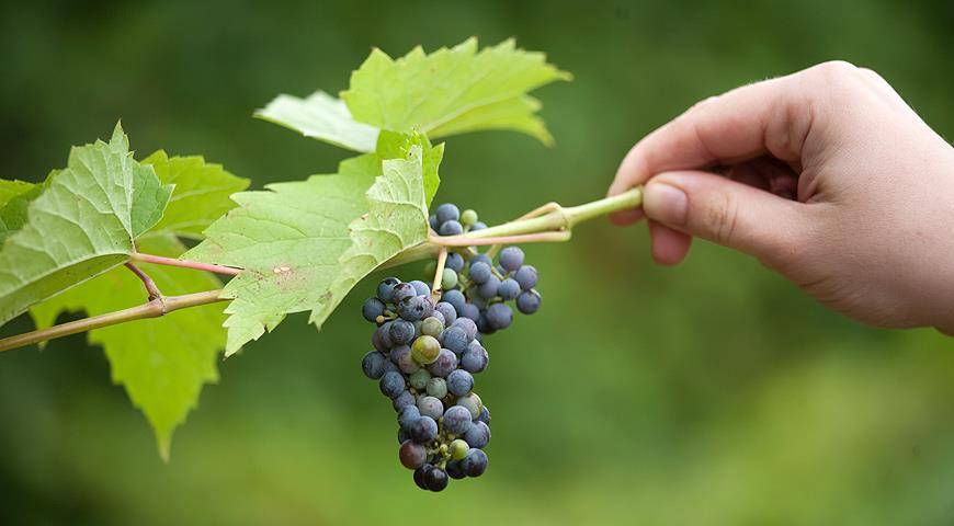 Виноград маникюр фингер описание сорта характеристика особенности выращивания