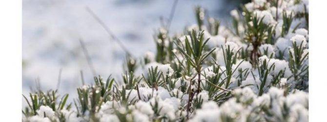 Подготовка лаванды к зимовке в Подмосковье и как лучше укрывать растение