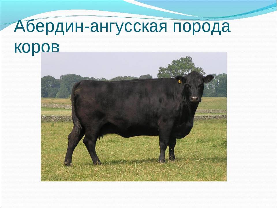 Породы коров с фото и названиями
