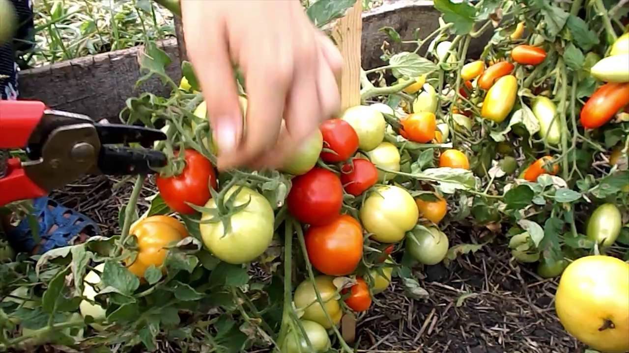 Описание сорта томата мармелад желтый, его характеристика и урожайность
