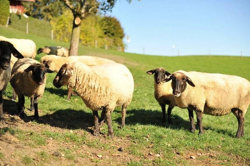 Овцы породы суффолк — красавцы однако!