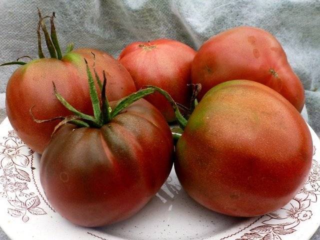 Рекомендации по выращиванию томата дворцовый