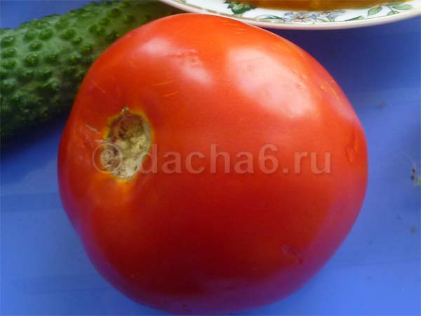 Характеристика и описание сорта томата Оля, его урожайность