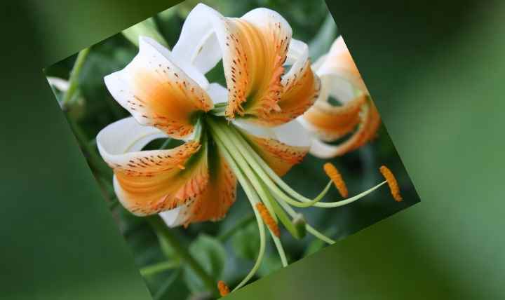 Азиатские лилии — сорта и названия, уход и выращивание