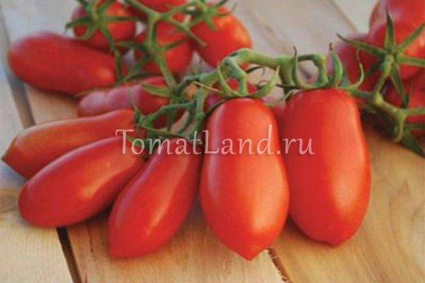 Характеристика и описание сорта помидоров Дамские пальчики, его урожайность