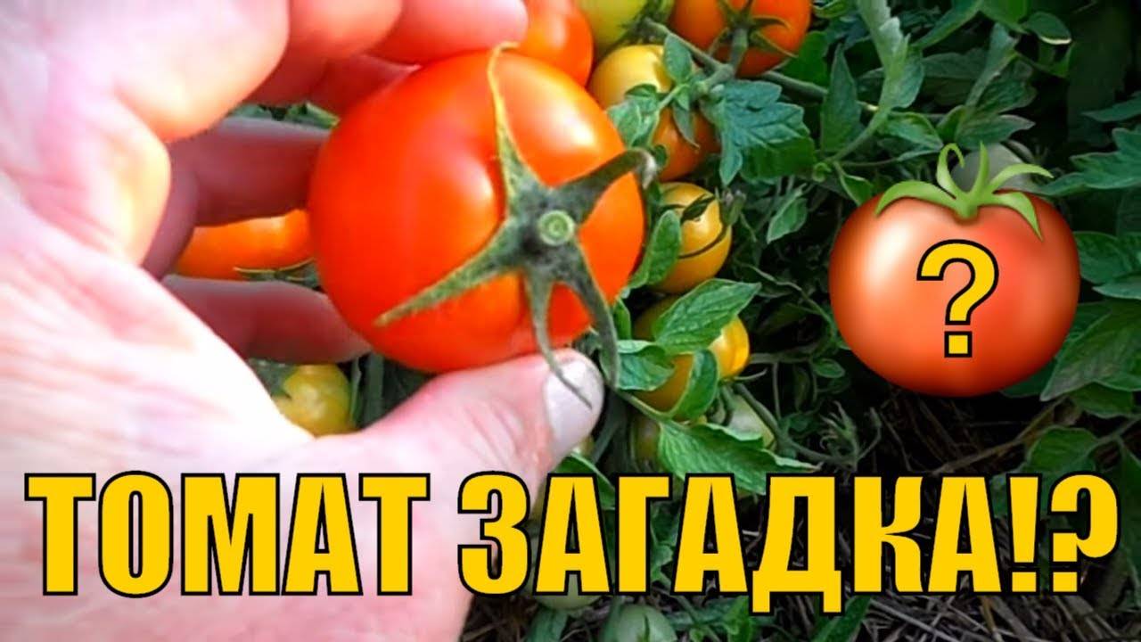 Маленький томат с большим урожаем: описание сорта загадка, агротехника, отзывы